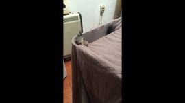 squirrel playing with sheets
