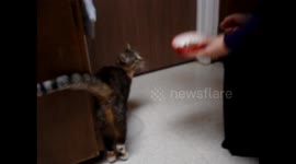 Young Ebi the cat shaking hands
