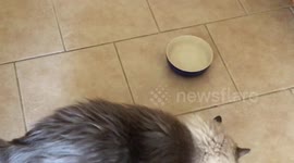 Over weight cat intervention