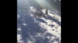 English mastiff enjoying snow