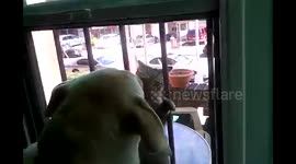 Cat attaches itself to window while trying to get into house