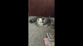 Alfonso the cat making love to cuddle toy