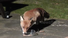 When The Fox Wants The Bones