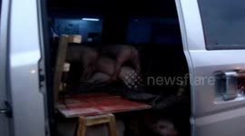 More than a dozen pigs transported on minibus