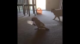 I like to chase the cat around.