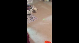 Chasing the green dot