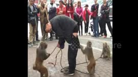 Monkey pulls down man's trousers