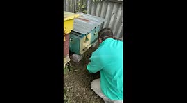 Unique beekeeping technique: carved face smokes hive in Velyka Checheliivka, Ukraine