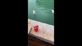 Bird Steals Woman's Snack