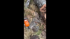 Man Accidentally Kills Snake While Cutting Firewood