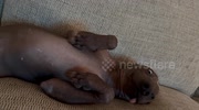 temp