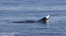 Incredible moment Steller sea lion rips out blue shark's throat