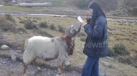 Angry ram head butts woman feeding it in China