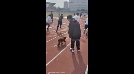 Hilarious moment poodle dog joins student track race at Chinese university