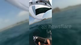 Whale Body-Slams Surfer in Sydney, Australia
