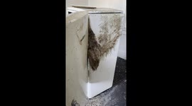 Stuck Duck Decomposes In Door