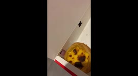 Pet cat sneakily tastes egg tart through hole in box