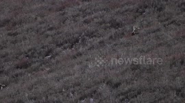 Endangered animals thrive in China's Sichuan due to improving ecological environment