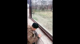 Startling encounter: friend's playful prank on a cheetah at Jilin zoo captured on video