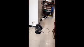 Fairview feline face-off caught on camera