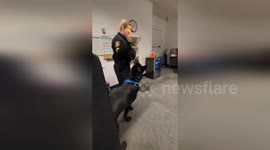 K9's Birthday Surprise Causes Hilarious Confusion In Tarrant County, TX, USA