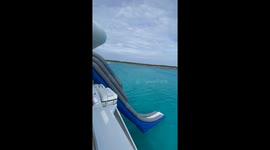 Panic as sharks circle woman who jumped off boat in the Bahamas