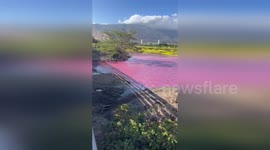 Kealia Pond Unusual Pink Hue Stumps Wildlife Refuge Officials in Kealia, USA