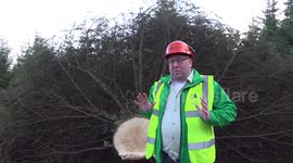 Christmas Tree to be displayed at the foot of Big Ben felled in Kielder Forest, UK