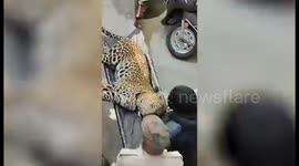Two leopards caught after they had strayed into residential area in western India