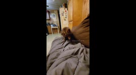 Fun With Foxes And Blankets