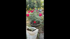 the red beautiful flowers of the rose in the garden in India