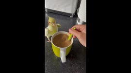 Cockatiel Chirps For Coffee