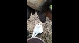 Cat Wants Cow Milk