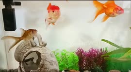 Lindos Peces Goldfish relax and cute