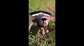 Guardian wings: the fierce protection of a lapwing's nest