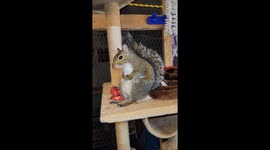 Sammy the meditative marvel caught in tranquil contemplation