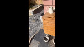 Annoyed pet dog finds kennel occupied by stray cat