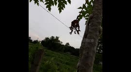 A little cute  kitten is swinging down from a papaya tree ,Beautiful little kitty climbed a tree in India