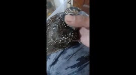 Suddenly this rare bird was brought by the cat to the front of the house. it turned out to be in pretty good condition