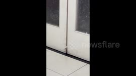 Relentless Cat Opened the Door on Its Own In Jiangsu, China