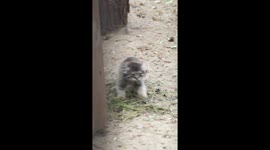 Pallas's playtime: enchanting video of manul kittens frolicking in Novosibirsk, Russia