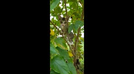 My cute Two little kitten are climbing a tree in India ,