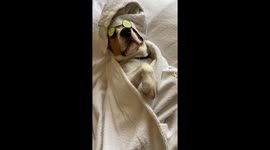 Dog Has a Spa Day
