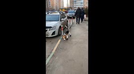 Dog Looks Silly Walking in Shoes