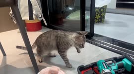 Kitten popping 'dances' to hammer beats