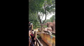 Elephant frustratingly lows down trunk as it fails to get fed by visitors at zoo in southwest China