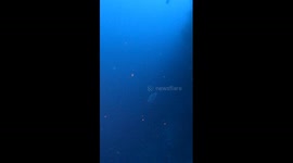 Mesmerizing jellyfish ballet at Pablo's dive site, Roatan, Honduras