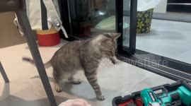 Hilarious moment kitten perfectly popping 'dances' to hammering rhythms