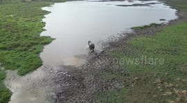 Lonely blind elephant walks from the village to the forest without sight