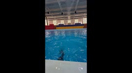 Playful Porpoise Does a Spin